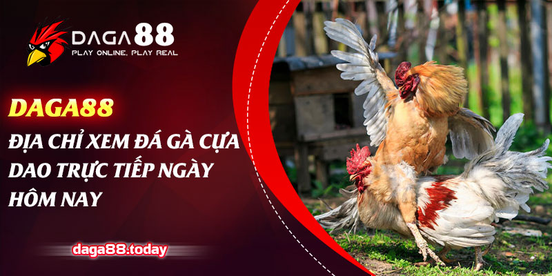 Luật Chơi Đá Gà Cựa Dao Mới Nhất Cập Nhật Liên Tục