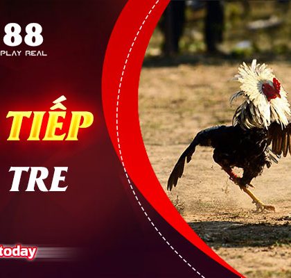 Trực tiếp đá gà tre là gì? Xem đá gà trực tiếp tại daga88.
