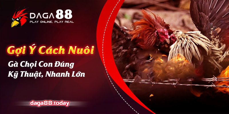 Gợi Ý Cách Nuôi Gà Chọi Con Đúng Kỹ Thuật, Nhanh Lớn