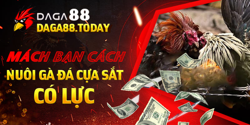 Mách Bạn Cách Nuôi Gà Đá Cựa Sắt Có Lực