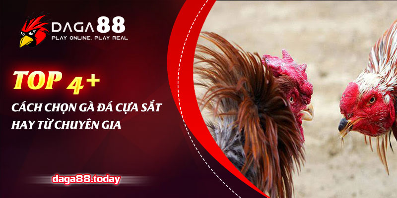 Top 4+ Cách Chọn Gà Đá Cựa Sắt Hay Từ Chuyên Gia