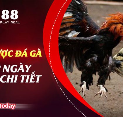Cách Cá Cược Đá Gà Trực Tiếp Ngày Hôm Nay Chi Tiết