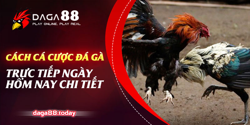 Cách Cá Cược Đá Gà Trực Tiếp Ngày Hôm Nay Chi Tiết