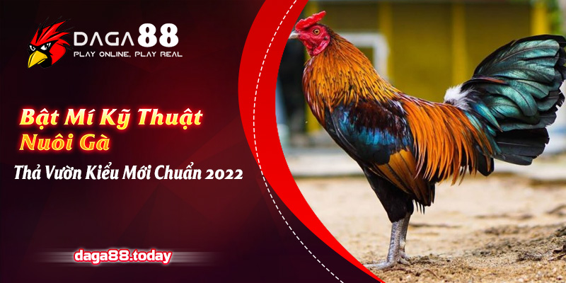 Bật Mí Kỹ Thuật Nuôi Gà Thả Vườn Kiểu Mới Chuẩn 2022