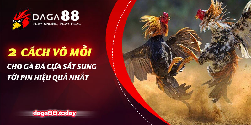 2 Cách Vô Mồi Cho Gà Đá Cựa Sắt Sung Tới Pin Hiệu Quả Nhất