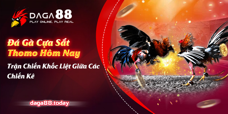 Đá Gà Cựa Sắt Thomo Hôm Nay