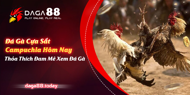 Đá Gà Cựa Sắt Campuchia Hôm Nay - Thỏa Thích Đam Mê Xem Đá Gà