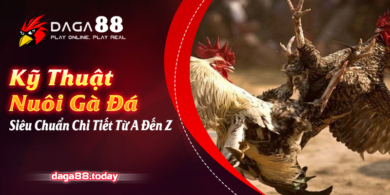 Kỹ Thuật Nuôi Gà Đá Siêu Chuẩn Chi Tiết Từ A Đến Z
