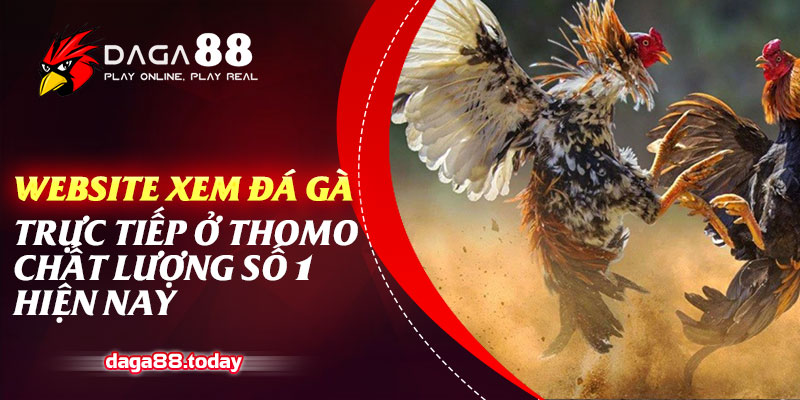Website Xem Đá Gà Trực Tiếp Ở Thomo Chất Lượng Số 1 Hiện Nay