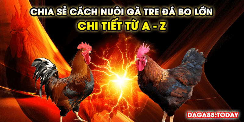 Chia Sẻ Cách Nuôi Gà Tre Đá Bo Lớn Chi Tiết Từ A - Z