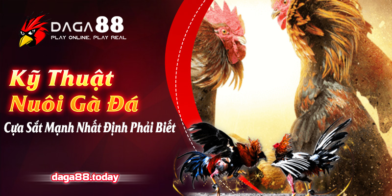 Kỹ Thuật Nuôi Gà Đá Cựa Sắt Mạnh Nhất Định Phải Biết