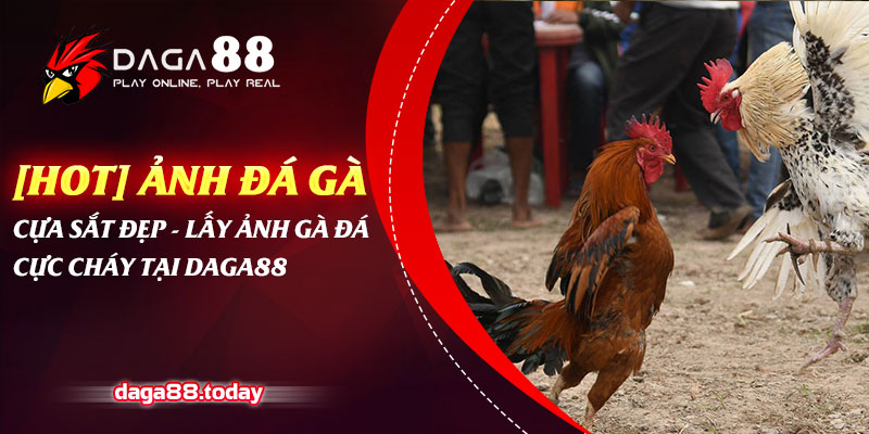 [Hot] Ảnh Gà Đá Cựa Sắt Đẹp - Lấy Ảnh Gà Đá Cực Cháy Tại Daga88