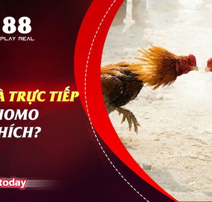 Vì Sao Đá Gà Trực Tiếp Hôm Nay Thomo Được Yêu Thích?