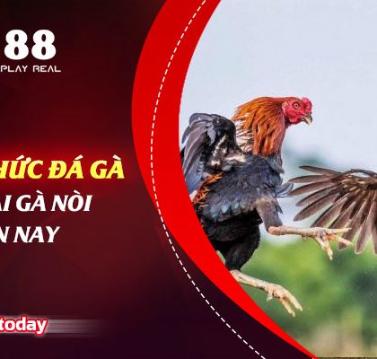 Các Hình Thức Đá Gà Trực Tiếp Giải Gà Nòi Phổ Biến Hiện Nay