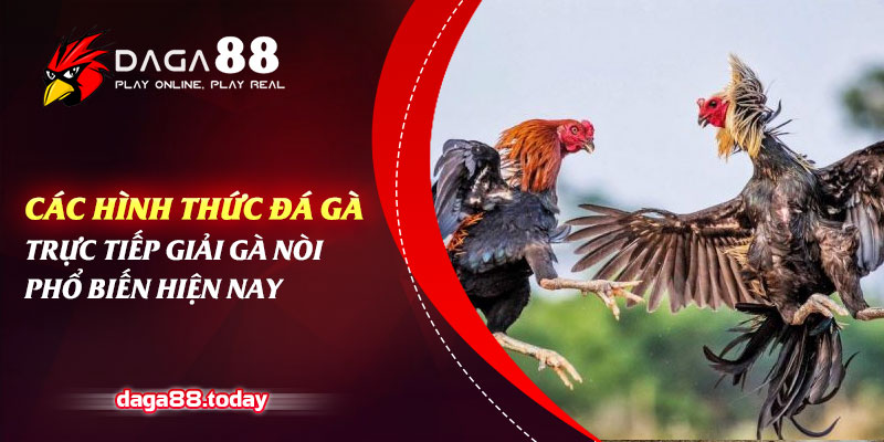 Các Hình Thức Đá Gà Trực Tiếp Giải Gà Nòi Phổ Biến Hiện Nay