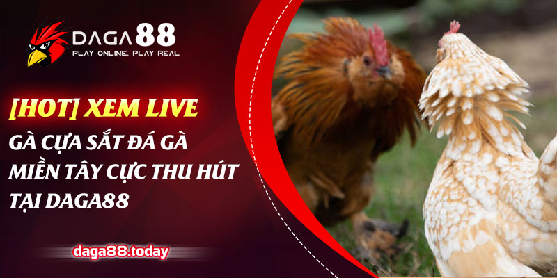 [Hot] Xem Live Gà Cựa Sắt Đá Gà Miền Tây Cực Thu Hút Tại Daga88