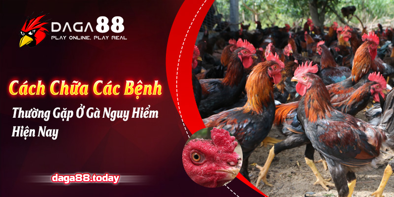 Các Bệnh Thường Gặp Ở Gà Vào Mùa Đông Và Cách Điều Trị