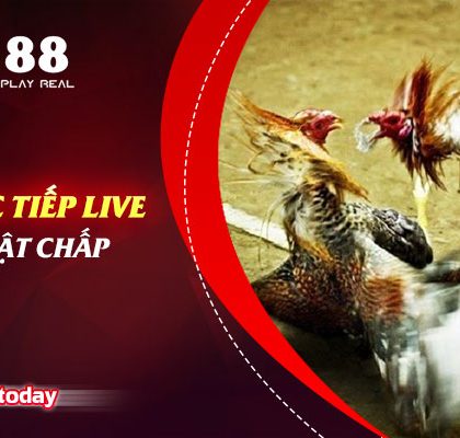 Đá Gà Trực Tiếp Live Và Những Luật Chấp Bạn Cần Biết