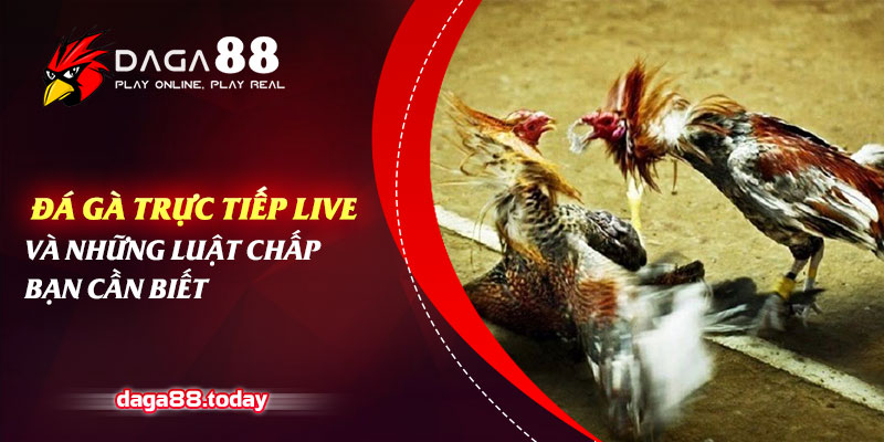 Đá Gà Trực Tiếp Live Và Những Luật Chấp Bạn Cần Biết
