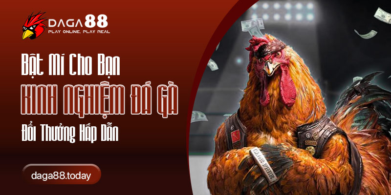 Kinh Nghiệm Đá Gà Đổi Thưởng Hấp Dẫn