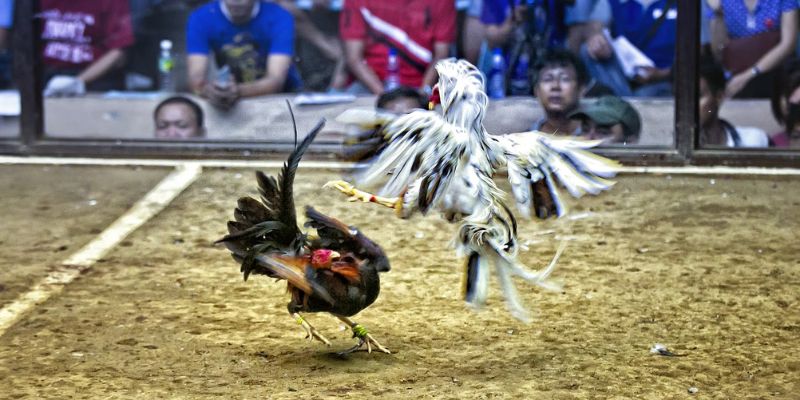 Các loại kèo đá gà