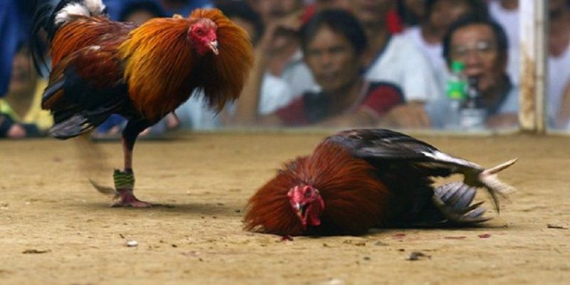 Cách đá gà mạng
