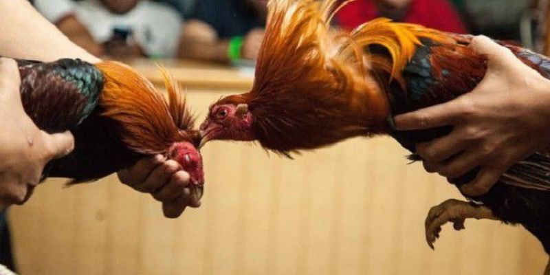 Tìm hiểu về thành tích của chiến kê chính là cách đá gà mạng luôn thắng nhanh nhất