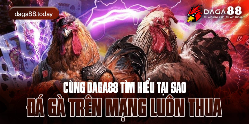 Cùng Daga88 Tìm Hiểu Tại Sao Đá Gà Trên Mạng Luôn Thua