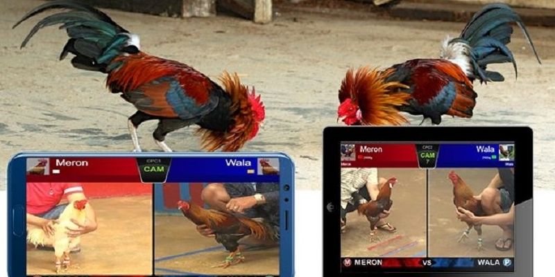 Đá gà casino online tiện ích