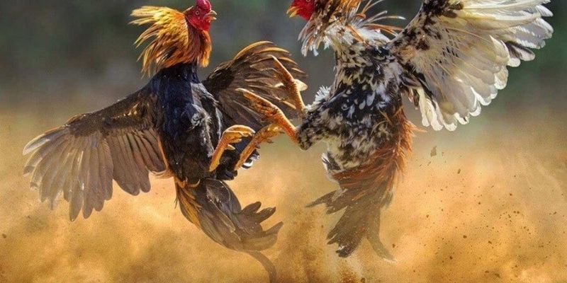 Đá gà casino online