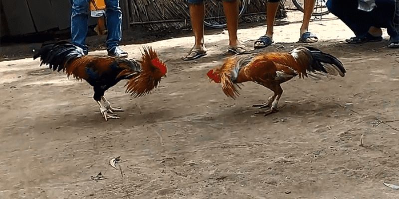 Đặc điểm của đá gà cựa sắt Việt Nam