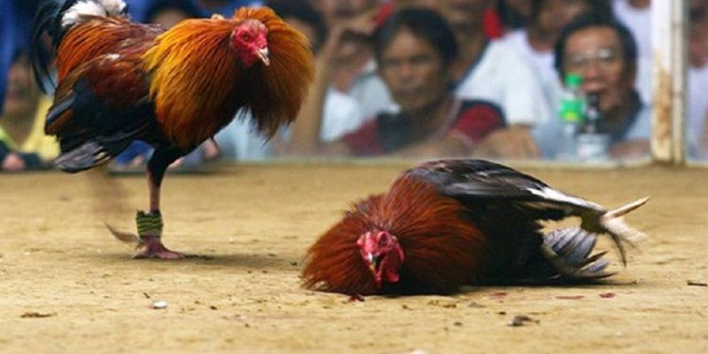giống gà đá cựa sắt Việt Nam