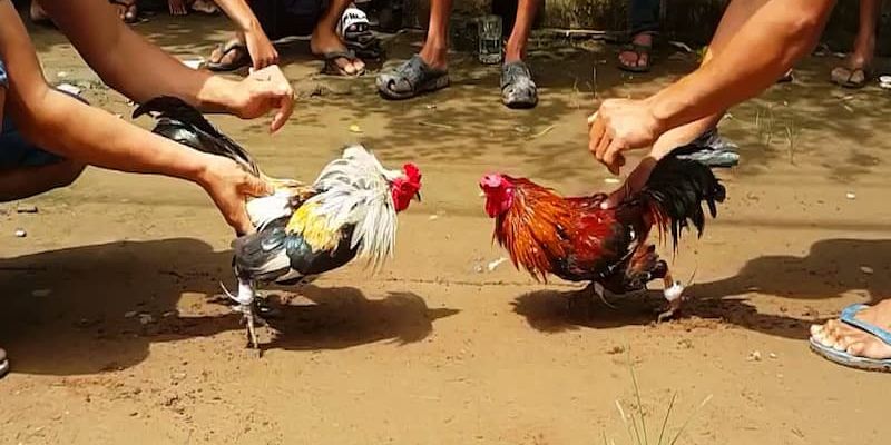 Đá gà cựa sắt Việt Nam