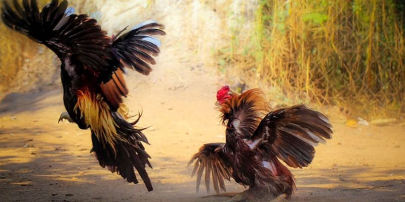 Xem hình ảnh gà đá cựa sắt