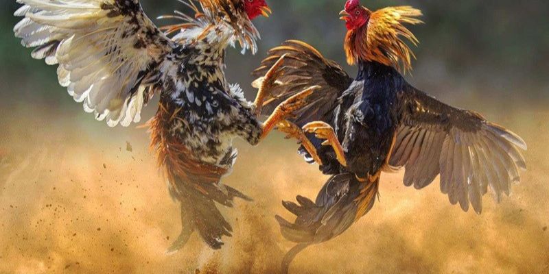 Chiến kê có đòn thế đẹp mắt