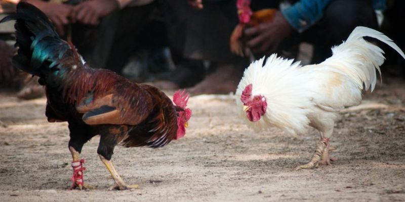 mẹo đá gà cựa dao