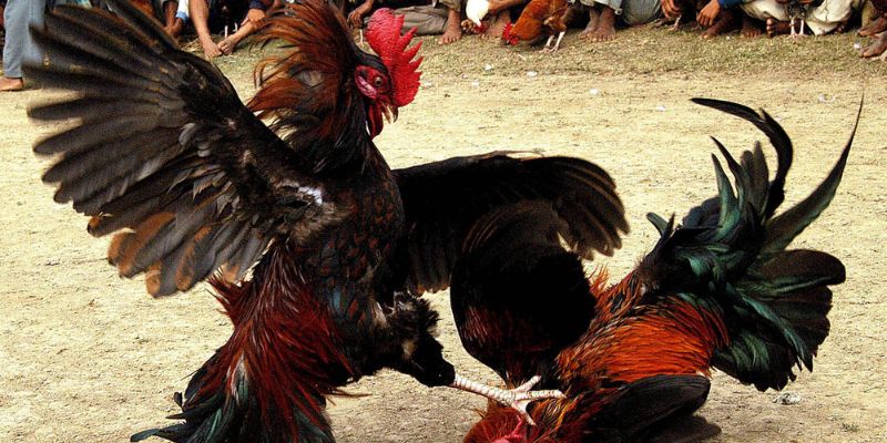 Những trận đá gà cựa sắt kinh điển