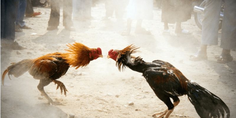 Những trận đá gà cựa sắt kinh điển có gì hấp dẫn?Những trận đá gà cựa sắt kinh điển