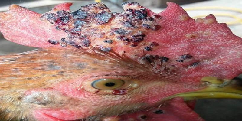 Bệnh Fowl pox ở gà