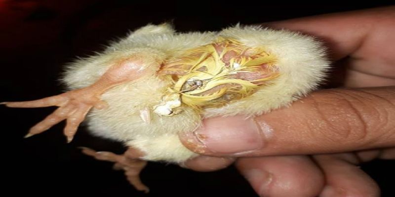Thương hàn là một trong các bệnh thường gặp ở gà vào mùa đông
