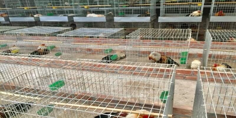 Lưu ý khi xây dựng các kiểu chuồng nuôi gà