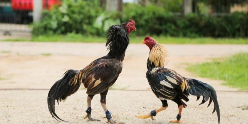 Các cách chấp tiền gà chọi