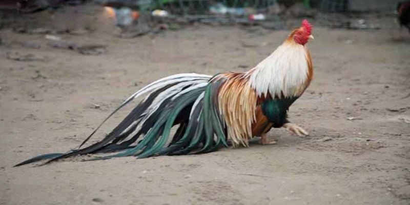 Cách chấp bạc đối với những chú gà tre