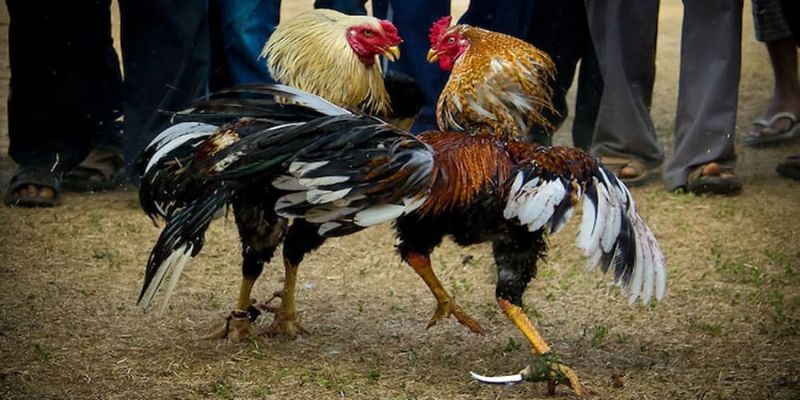 Luật và cách chấp tiền gà chọi 