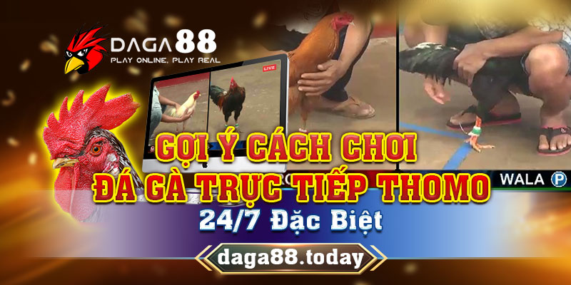 Cách chơi đá gà trực tiếp Thomo 24/7