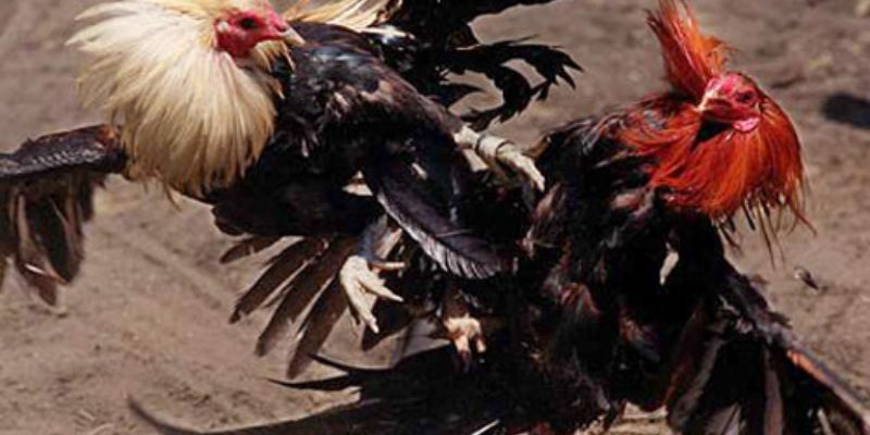 cách chọn gà đá cựa sắt hay