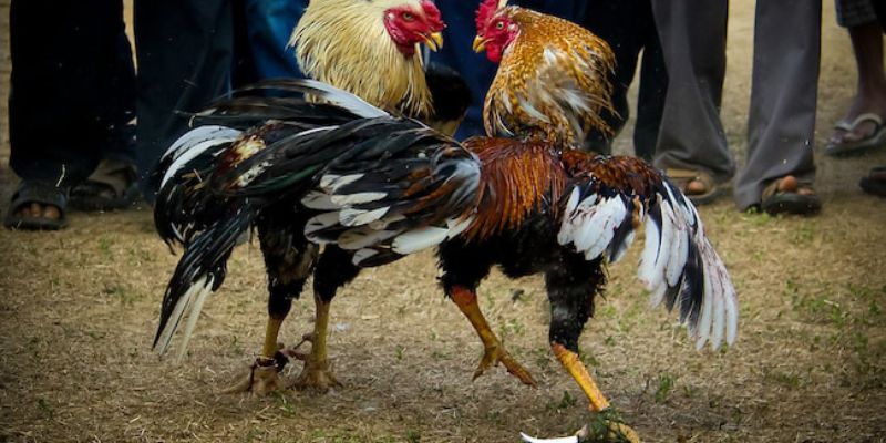 Chân và bắp đùi thể hiện sức mạnh chiến kê