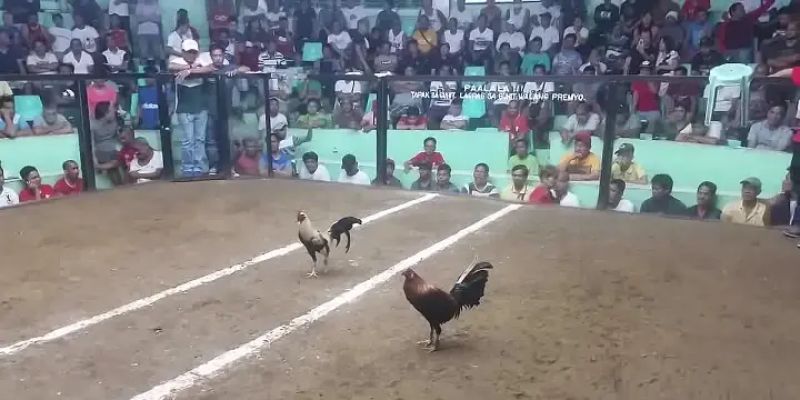 Chơi đá gà cựa dao hiệu quả với cách chơi khá đơn giản