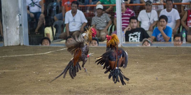Cách đá gà cựa dao không khó
