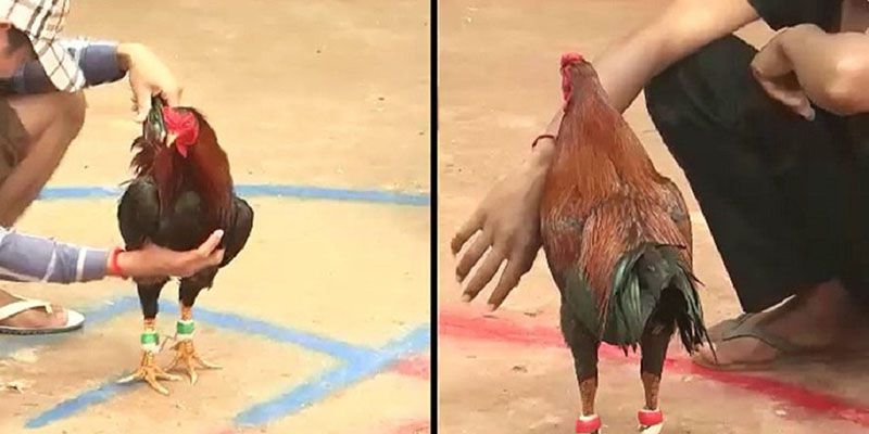 Tìm hiểu lịch sử thi đấu - cách đá gà cựa dao hiệu quả